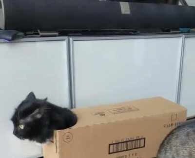 cat armor: pet armor, give your pet +10 defense and -5 speed