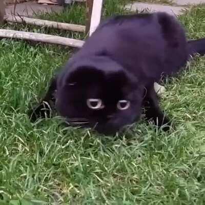 The creature of the night