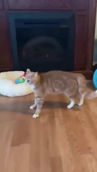 She hates wooden floor