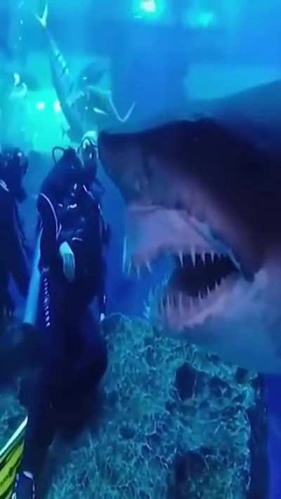 He wants your attention caw caw