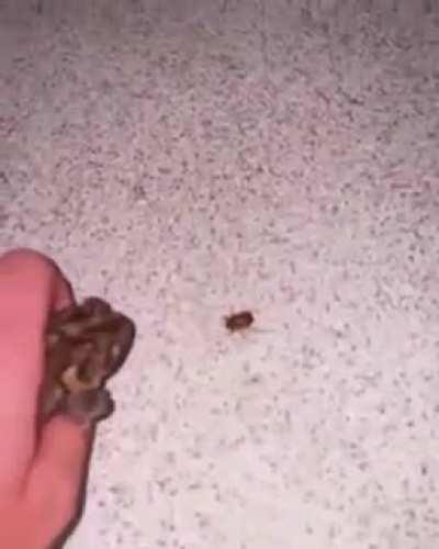 using that frog as a WEAPON...