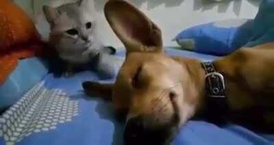 You won't let me breathe, I WON'T LET YOU SLEEP!!! (Sound)