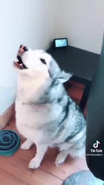 Слышал что хаски самая ябанутая порода собак