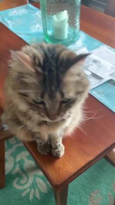 I may be biased, but damn I think my cat is so cute!