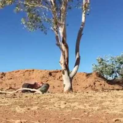 found the perfect branch for outdoor gymnastics practice