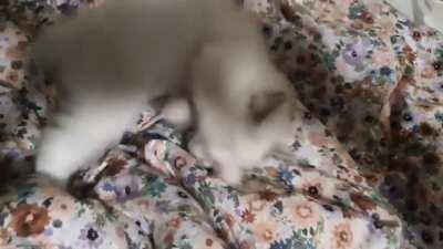 Execute: $roll-over (missing checkpoint: 