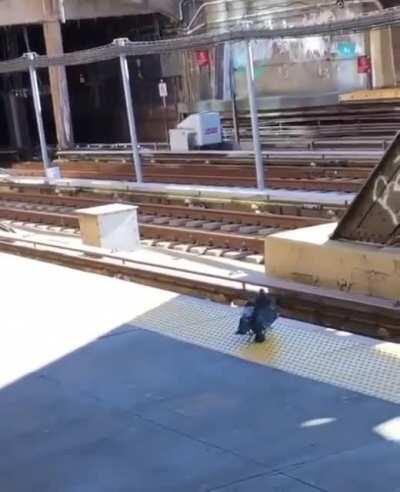 Two pigeons push another pigeon onto train tracks