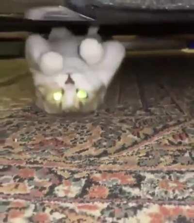 Weird cat walks upside down