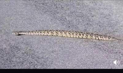 A non slithering snake