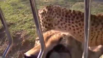 Cheetahs meow and purr just like housecats! Their voice box is fixed, with vocal cords that vibrate as they breathe in and out. This allows them to purr, but strips away their ability to roar like tigers and lions.