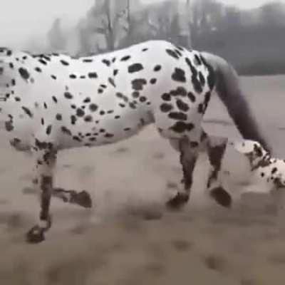 Hey Big bro how did you get so big?