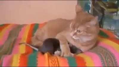 Tom and jerry