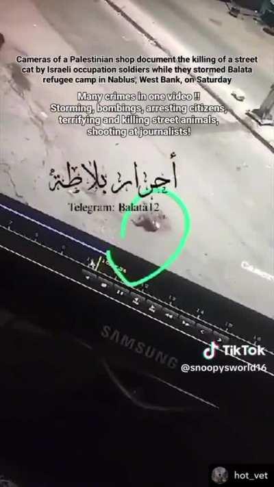 Not even cats are spared from the terrorism of zionists