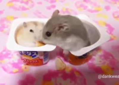 Hampter don’t mess around