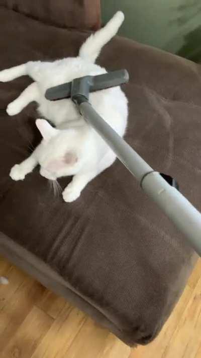 My cat comes running when he hears me turn on the vacuum.