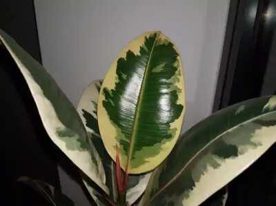 Ficus elastic unfurling new leaves - I left the timelapse running too long and caught two leaves instead of one!