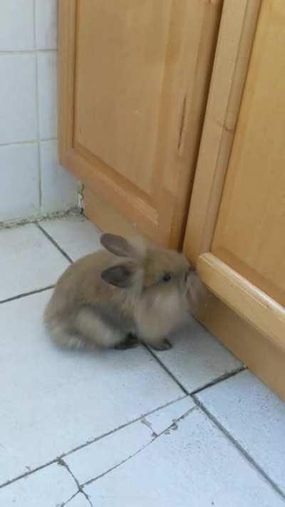 Pippin figured out where I keep the pellets. Sorry baby, no second breakfast for you ;)