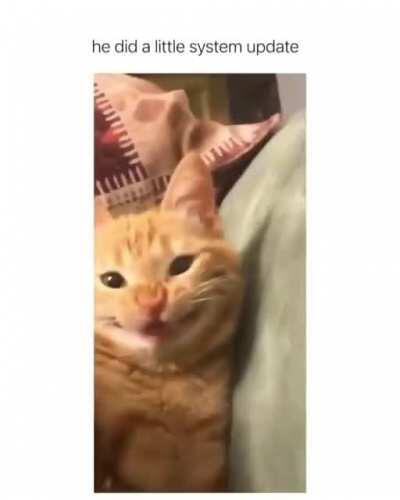 When you take too much catnip