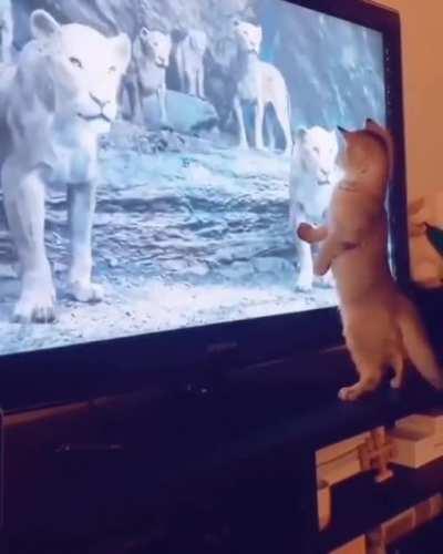 This Cat was enjoying the movie, until he wasn't