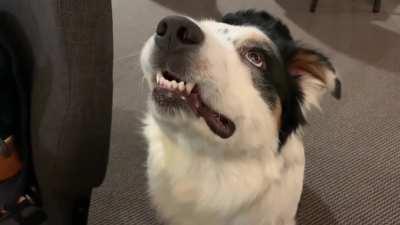 Why have you betrayed me fäther