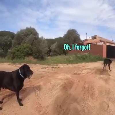 Social Distancing for Dogs..