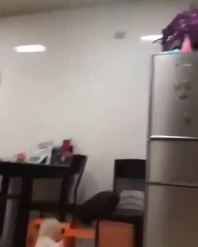 To jump on the fridge
