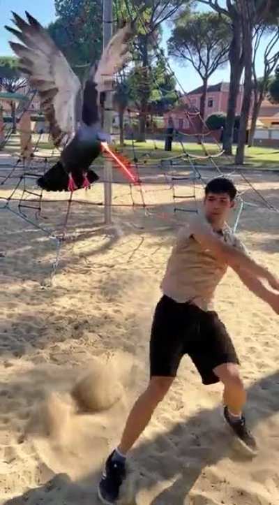 If birds are real then explain this