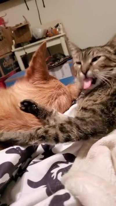 My broken kitty, Whinnie, has a stupid long tongue (and will groom anything that comes close to it)