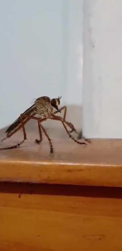 mosquito recupera malvinas