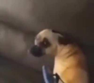 Da dog was never doin' anything, you just needed your meds