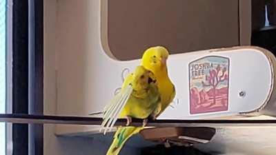 Have I been playing too much Red Dead around my birds? Why are they riding each other like cowboys?