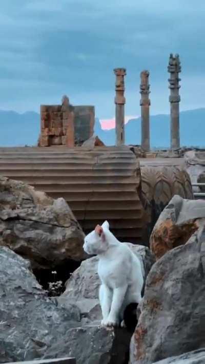 A beautiful cat chilling on the ruins of Persepolis