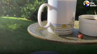 Wild Crow Has Coffee With His Rescuer Every Day