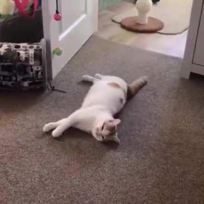 pOoR cAt SuDDemLy haS HeaRtAtTack anD fuCkInG KeEls oVer dEaD!