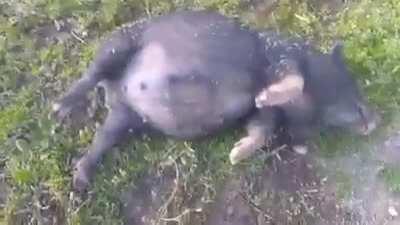 Pig gets into fermented corn