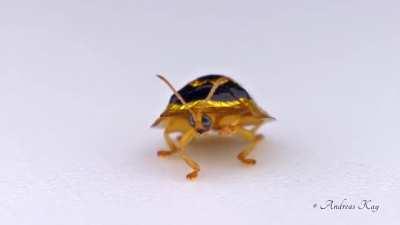 This golden target tortoise beetle walks in such a derpy manner