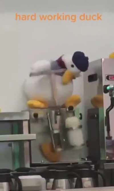 hard working duck