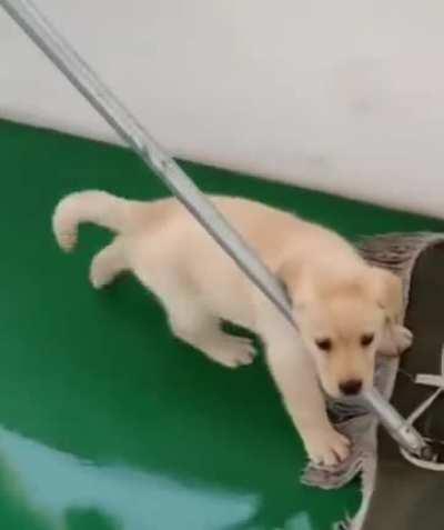 Pupper Helping Swab The Decks