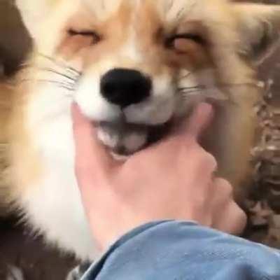 Vicious fox eating human alive!