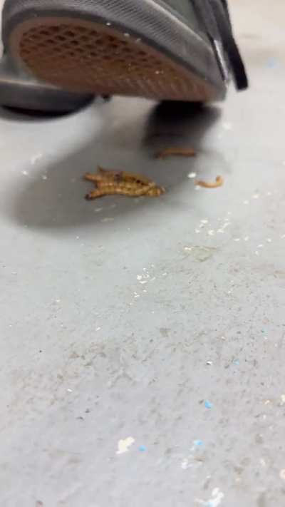 Mia crushes mealworms