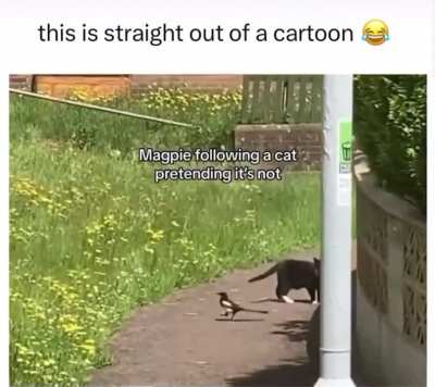 Cute 🦜 following a cat 🐈‍⬛ but pretending not to