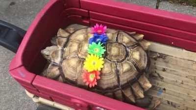 Just a girl and her tortoise out for a Saturday morning walk. 🐢💜🐢