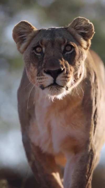 🔥 The Lioness (Panthera leo) is preparing to attack