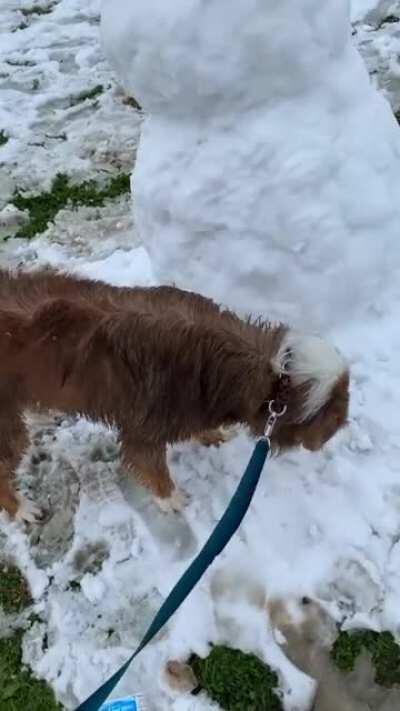 He stole the carrot 🥕❄️☃️