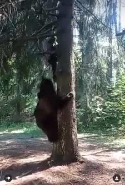 Bear Attack