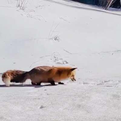 Rodent never had a chance