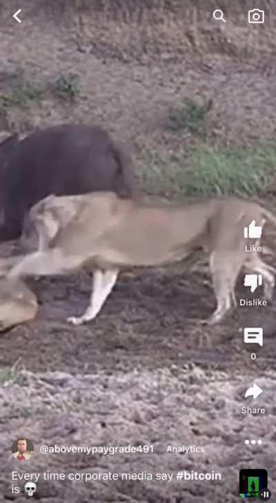 Every time the corporate media say #bitcoin is 💀