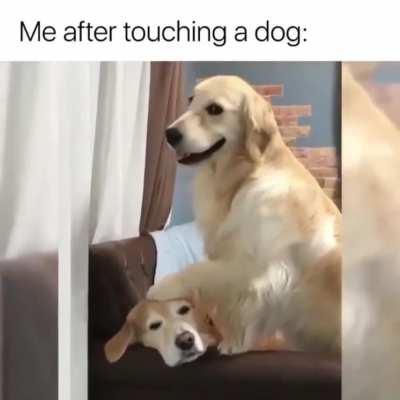 Me after touching a dog