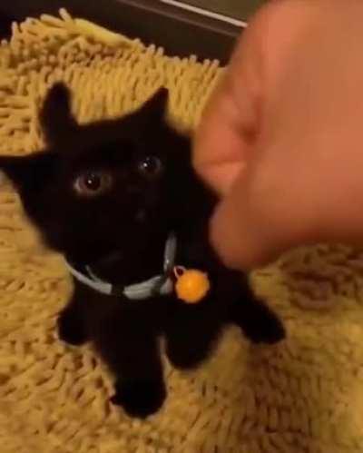 The video does not need a title