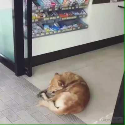 DoG GEts CrushED by MaChine